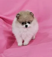 Stacy AKC, a female Pomeranian for sale in Vancouver, WA – Photo 2 of 10