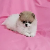 Stacy AKC, a female Pomeranian for sale in Vancouver, WA – Photo 7 of 10