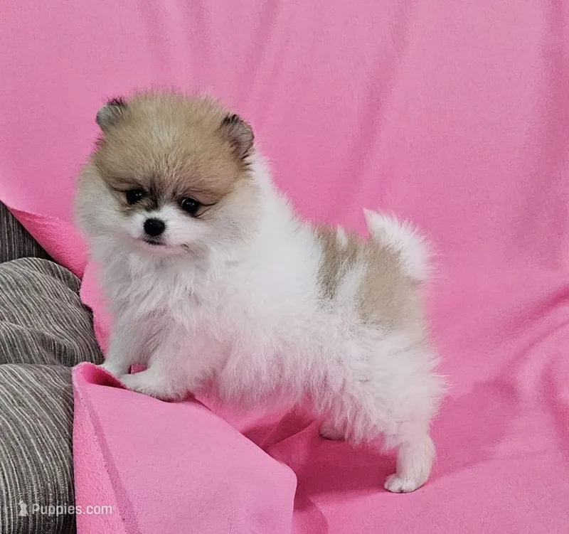 Stacy AKC – Pomeranian puppy for sale in Vancouver, WA
