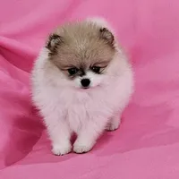 Stacy AKC, a female Pomeranian for sale in Vancouver, WA – Photo 5 of 10
