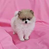 Stacy AKC, a female Pomeranian for sale in Vancouver, WA – Photo 8 of 10