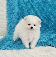 Theo/AKC, a male Pomeranian for sale in Vancouver, WA – 2 of 8