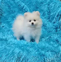 Theo , a male Pomeranian for sale in Vancouver, WA – 5 of 9