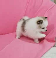 Bella AKC, a female Pomeranian for sale in Vancouver, WA – 7 of 10