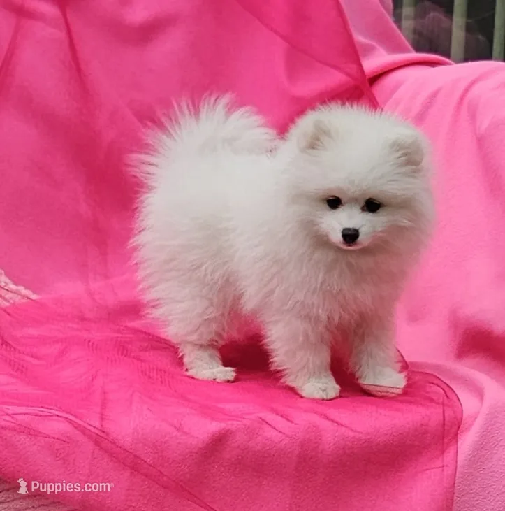 Brie  – Pomeranian puppy for sale in Vancouver, WA