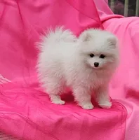 Brie , a female Pomeranian for sale in Vancouver, WA – 1 of 7