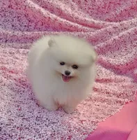  AKC / Melony , a female Pomeranian for sale in Vancouver, WA – 3 of 10