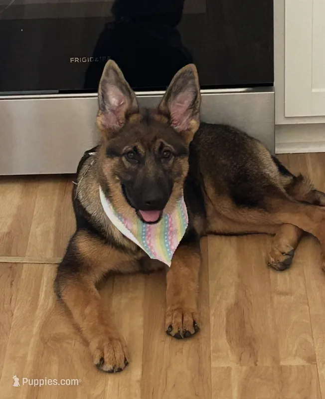 Zelda – German Shepherd Dog puppy for sale in Partlow, VA