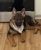 Zelda, a female German Shepherd Dog for sale in Partlow, VA – 1 of 4