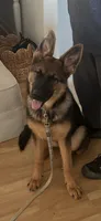 Zelda, a female German Shepherd Dog for sale in Partlow, VA – 3 of 4