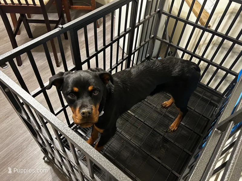 Nova – Rottweiler puppy for sale in Tacoma, WA