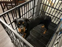 Nova, a female Rottweiler for sale in Tacoma, WA – 1 of 2