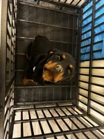 Nova, a female Rottweiler for sale in Tacoma, WA – 2 of 2