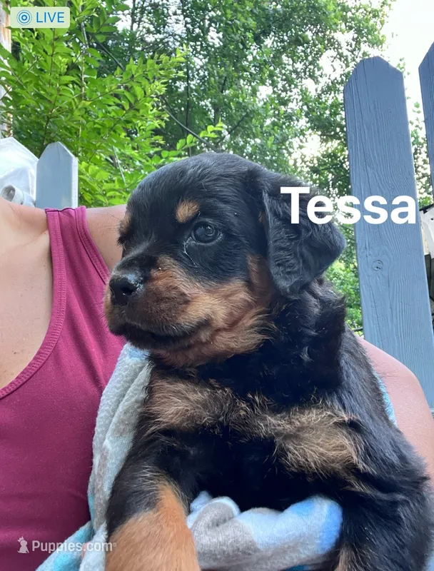 Tessa – Rottweiler puppy for sale in Ellijay, GA