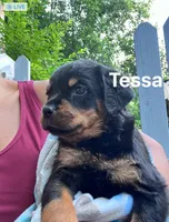 Tessa, a female Rottweiler for sale in Ellijay, GA – 1 of 7