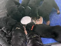 Punkin, a female Rottweiler for sale in Ellijay, GA – 5 of 7