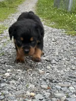 Penny, a female Rottweiler for sale in Ellijay, GA – 2 of 9