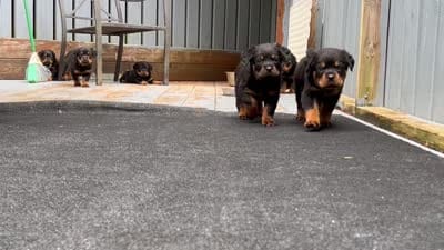 Penny, a female Rottweiler for sale in Ellijay, GA – 8 of 9