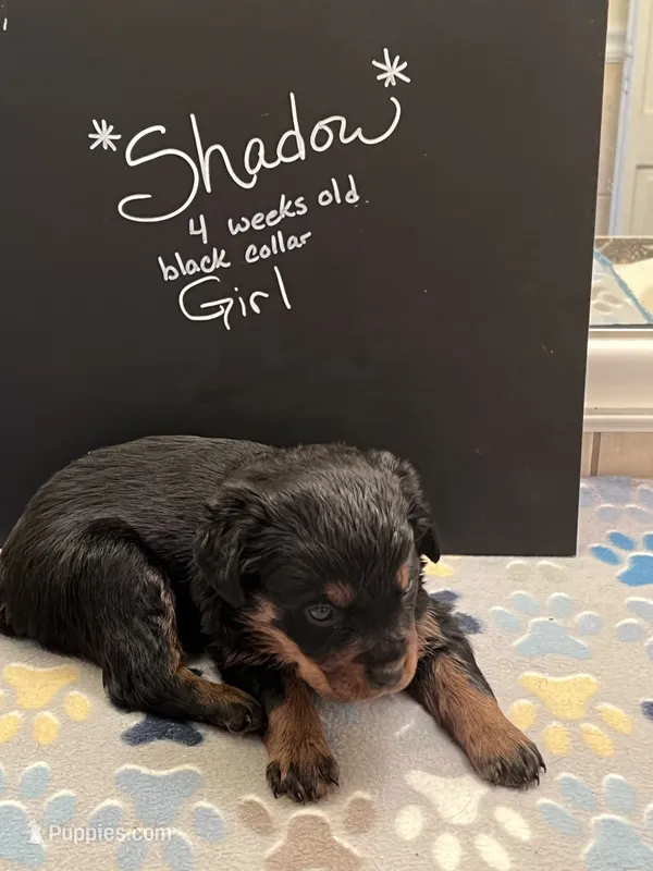 Shadow – Rottweiler puppy for sale in Ellijay, GA