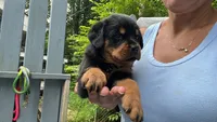 Penny, a female Rottweiler for sale in Ellijay, GA – 3 of 9