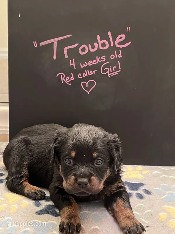 Trouble – Rottweiler puppy for sale in Ellijay, GA