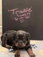 Trouble, a female Rottweiler for sale in Ellijay, GA – 1 of 5