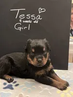 Tessa, a female Rottweiler for sale in Ellijay, GA – 1 of 5
