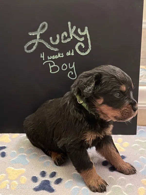 Lucky – Rottweiler puppy for sale in Ellijay, GA