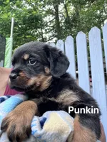 Tessa, a female Rottweiler for sale in Ellijay, GA – 2 of 7