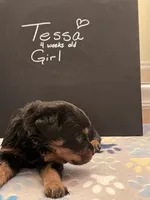 Tessa, a female Rottweiler for sale in Ellijay, GA – 2 of 5