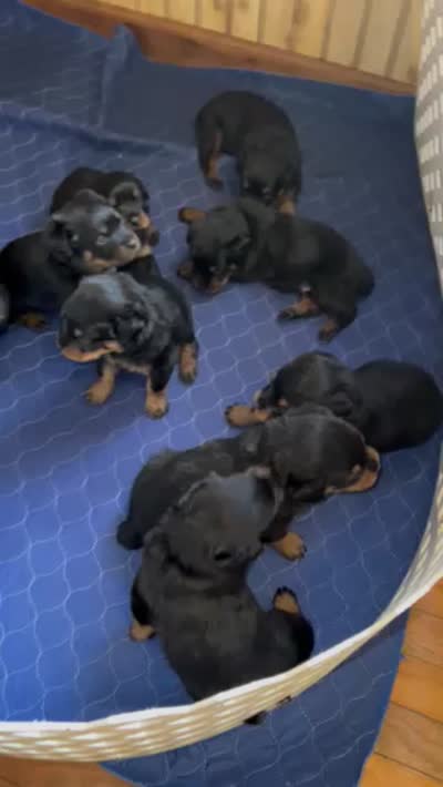 Milo, a male Rottweiler for sale in Ellijay, GA – 4 of 6