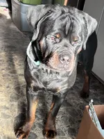 Trouble, a female Rottweiler for sale in Ellijay, GA – 4 of 5
