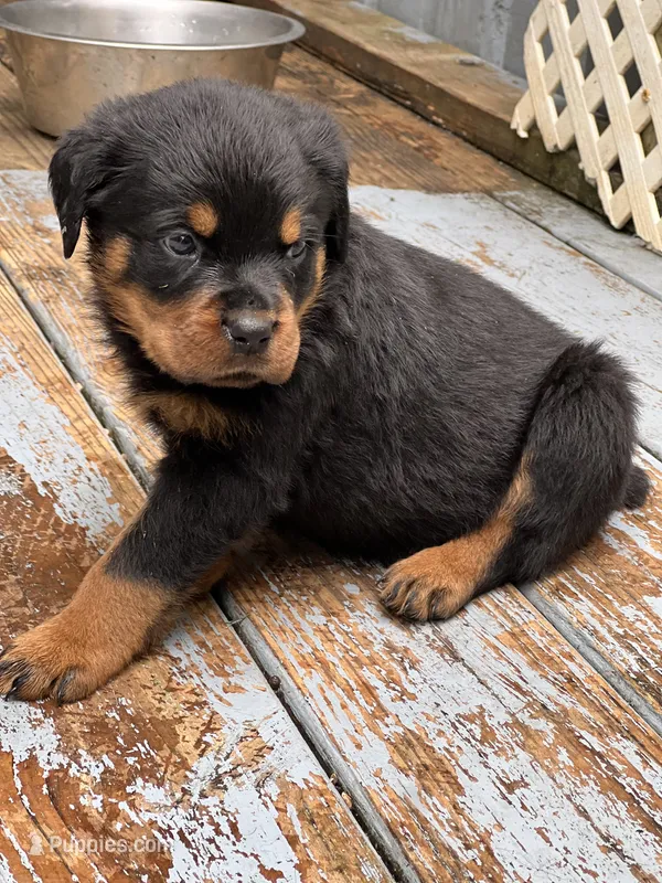 Penny – Rottweiler puppy for sale in Ellijay, GA