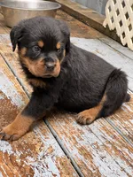 Penny, a female Rottweiler for sale in Ellijay, GA – 1 of 9