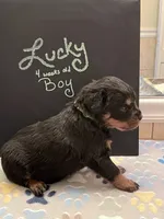 Lucky, a male Rottweiler for sale in Ellijay, GA – 2 of 5