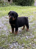 Penny, a female Rottweiler for sale in Ellijay, GA – 4 of 9