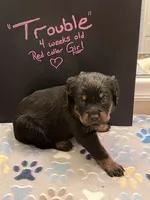 Trouble, a female Rottweiler for sale in Ellijay, GA – 2 of 5