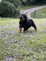 Penny, a female Rottweiler for sale in Ellijay, GA – 5 of 9