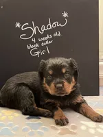 Shadow, a female Rottweiler for sale in Ellijay, GA – 2 of 5