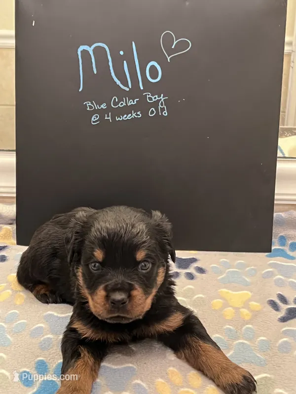 Milo – Rottweiler puppy for sale in Ellijay, GA