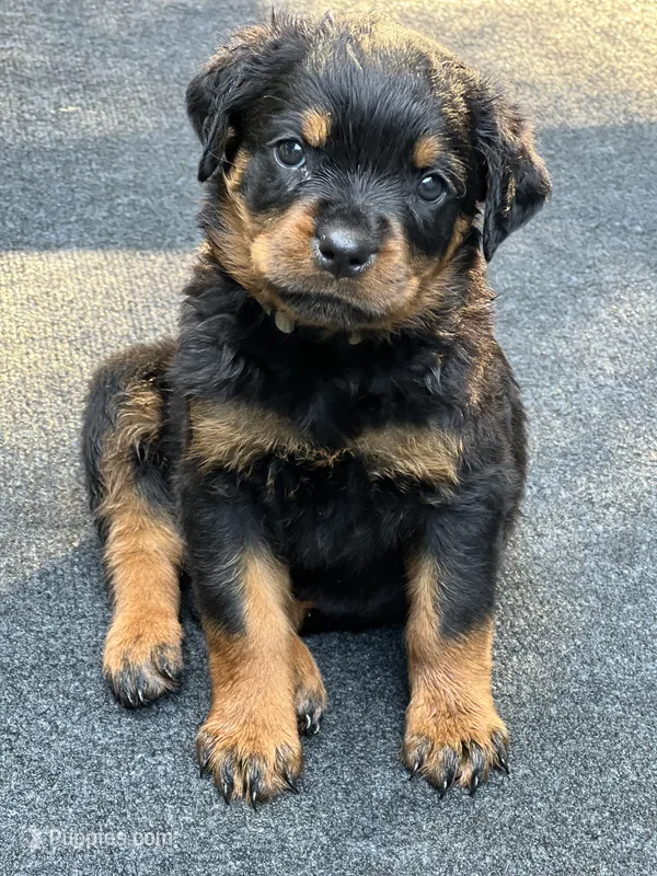 Penny – Rottweiler puppy for sale in Ellijay, GA