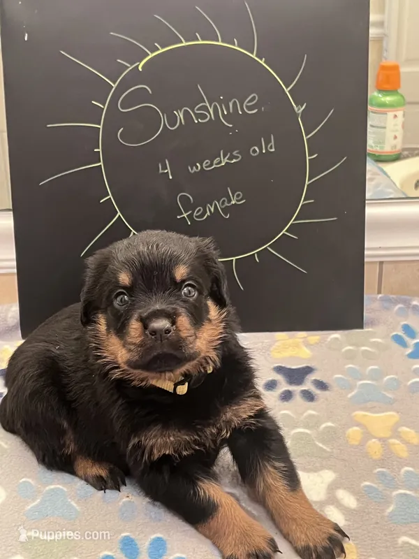 Sunshine – Rottweiler puppy for sale in Ellijay, GA