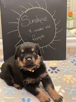 Sunshine, a female Rottweiler for sale in Ellijay, GA – 1 of 7
