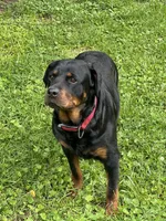 Lucky, a male Rottweiler for sale in Ellijay, GA – 5 of 5