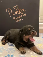 Punkin, a female Rottweiler for sale in Ellijay, GA – 1 of 7