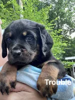 Tessa, a female Rottweiler for sale in Ellijay, GA – 3 of 7