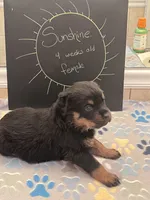 Sunshine, a female Rottweiler for sale in Ellijay, GA – 2 of 7