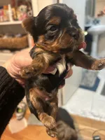 Meilas green, a male Yorkshire Terrier for sale in Fairfield, CT – Photo 1 of 3