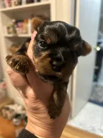 Meilas green, a male Yorkshire Terrier for sale in Fairfield, CT – Photo 3 of 3