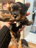 Meilas green, a male Yorkshire Terrier for sale in Fairfield, CT – Photo 2 of 3